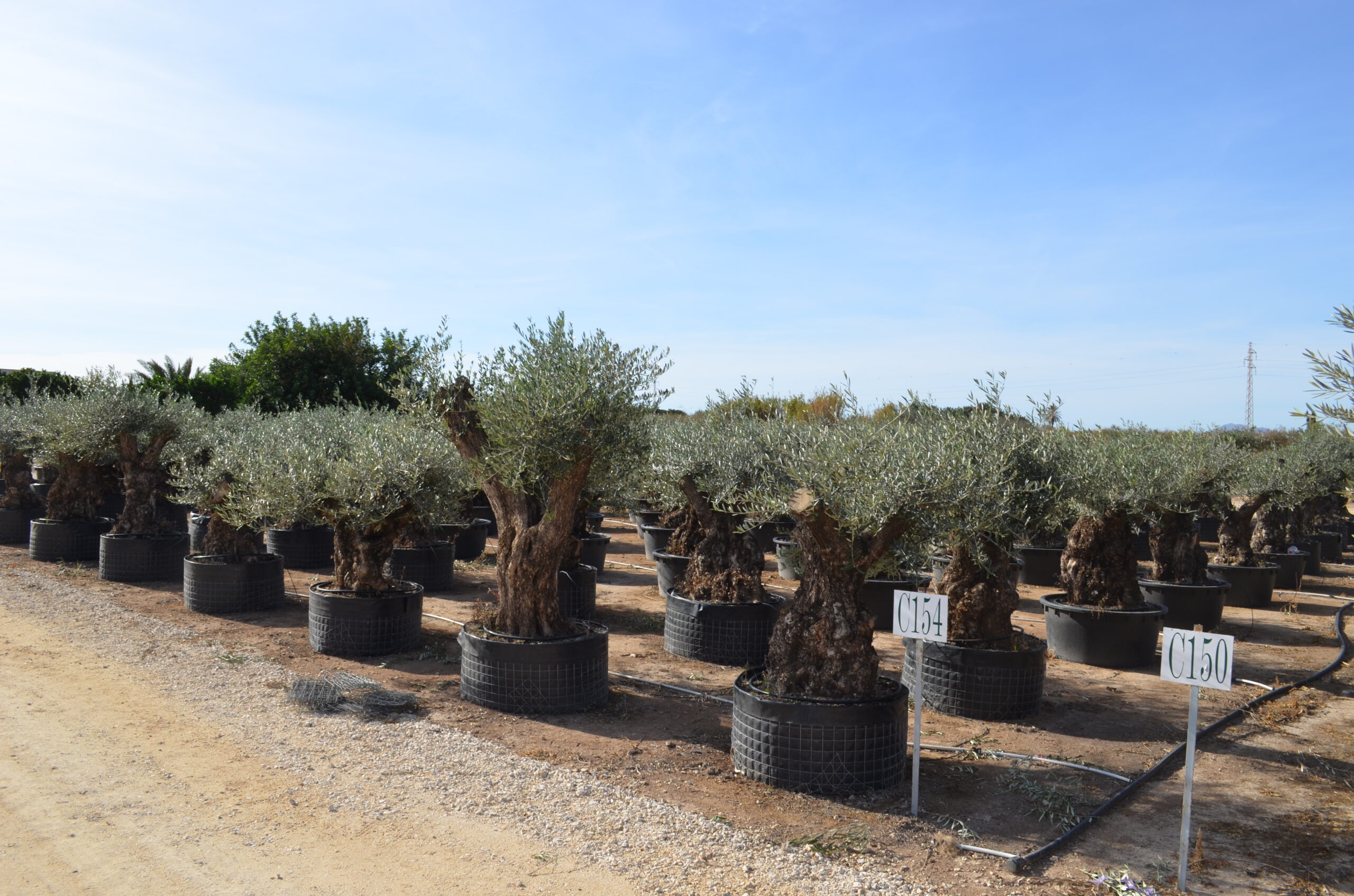 olivovniky