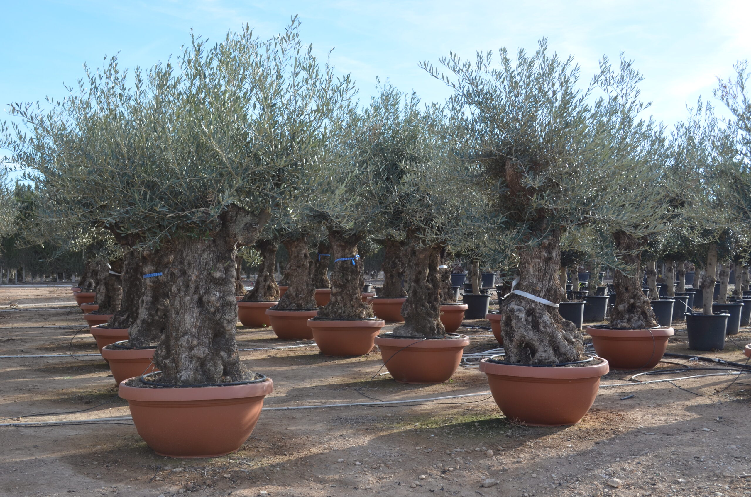 olivovniky
