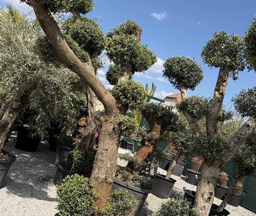 Tvarované olivovníky v záhradnom centre