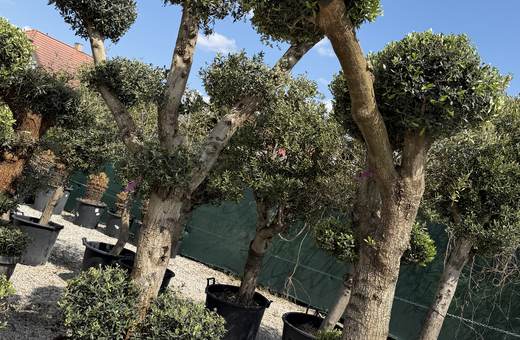 Veľké olivovníky v kvetináčoch