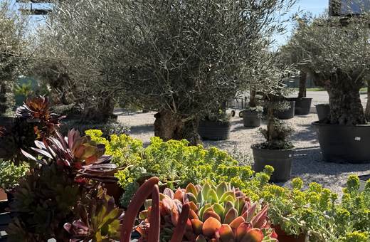 Sukulenty a exotické rastliny